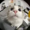 gaidepso.1thegioi