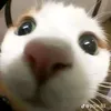 ngha_0