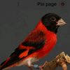 ajmi222233726