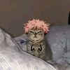 meow12214