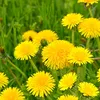 dandelionssopretty