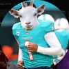 dolphinsflock