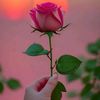 shanali73015