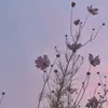 dive_ineyujin