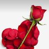 hmsy_245