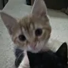 gigi.albuquerquef