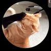meoww_meoww10