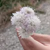 lenavnyrngn