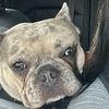 daisy_thefrenchie_