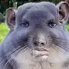 woxzt1