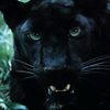 pantherprowls