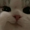 an_nhien_208
