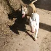 taysonlarabullterriers