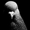 thenamess.puffter
