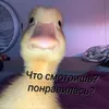 popka_1204