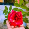 mohamedarshad210