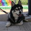 pablodpawgidog