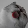 zyreexxzff