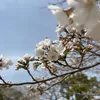 araweda_ebidan