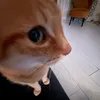 potchiib