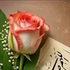 .ali04952