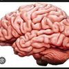 smartbrain027