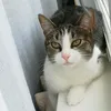 giiliahij