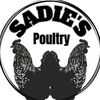 sadiepoultry