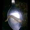 jacintopalnaboca_3