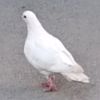 sanya_228330