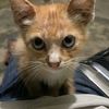 suryaa_sudewo