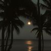 m.alshareef2