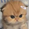 i_love_cat29