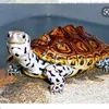 turtlejack42