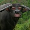chutikarn_122
