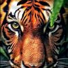 singa_langit12