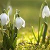 culsnowdrop