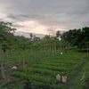 putra818220391504