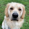 archie_the_golden_boy