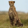 Animals