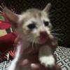 🐱বিরাল পেমিক🐱