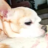 tormentososo