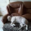ballereau_nicole1