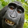be_like_monke