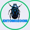 Entomozoom