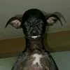 mileshtjhbk