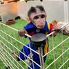 gery.monpai
