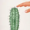 Cây xương rồng 🌵