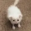 lamitkos