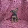 family_max_pinscher